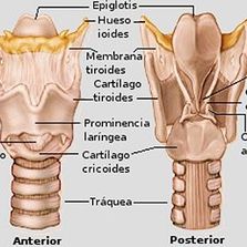 Clínica Otorrinolaringológica del Dr. Bernardino Cano ilustrado de laringe