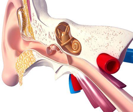 Clínica Otorrinolaringológica del Dr. Bernardino Cano diagrama del oído 