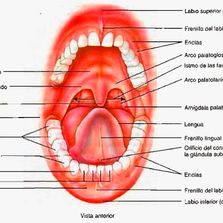 Clínica Otorrinolaringológica del Dr. Bernardino Cano ilustrado de la cavidad oral
